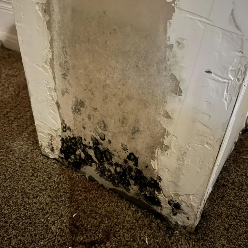 Professional Mold Removal in Washington, IN